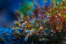 Makro-Kosmos mit Moos einfach - 11731948 /leinwand/bigthumb/11731948.jpg