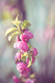 Mandelbaumblüte - 11746998 /leinwand/bigthumb/11746998.jpg