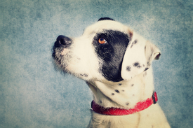 Hundeportrait - Boxer-Schnautzer Mix - 11749596 /leinwand/bigthumb/11749596.jpg