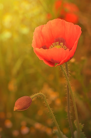 Mohnblume - 11766192 /leinwand/bigthumb/11766192.jpg