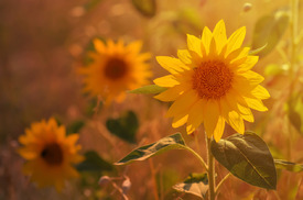 Sonnenblumen - 11783966 /leinwand/bigthumb/11783966.jpg