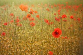 Mohnblumen - 11799814 /leinwand/bigthumb/11799814.jpg