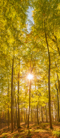 Herbstfarben - 11835583 /leinwand/bigthumb/11835583.jpg
