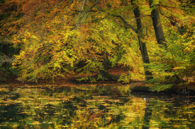 Herbst am Teich - 11845719 /leinwand/bigthumb/11845719.jpg