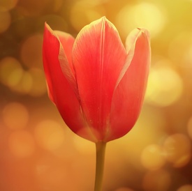 Tulpe mit Bokeh - 11853357 /leinwand/bigthumb/11853357.jpg