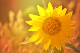 Sonnenblume im Sonnenlicht - 11853377 /leinwand/bigthumb/11853377.jpg