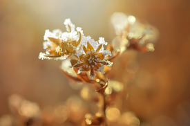 Eisblume - 11859400 /leinwand/bigthumb/11859400.jpg