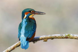 Eisvogel im ersten Winterlicht - 11868279 /leinwand/bigthumb/11868279.jpg