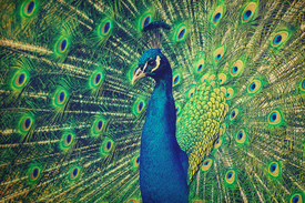 Der Pfau - 11896846 /leinwand/bigthumb/11896846.jpg