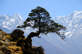 Himalaya Kiefer - 11901430 /leinwand/bigthumb/11901430.jpg
