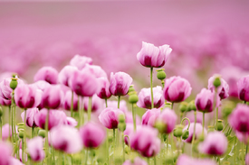 Pink Diva - 11922422 /leinwand/bigthumb/11922422.jpg