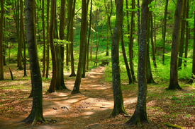 Im Lichterwald - 11936543 /leinwand/bigthumb/11936543.jpg