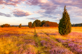 Lüneburger Heide im Morgenlicht - 11960364 /leinwand/bigthumb/11960364.jpg