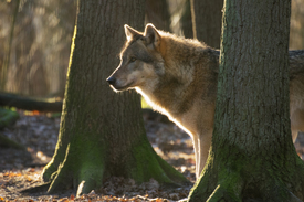 Wolf in den Wäldern - 11982956 /leinwand/bigthumb/11982956.jpg