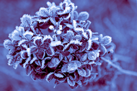 Eiskristalle in Ultra Violet - 12017386 /leinwand/bigthumb/12017386.jpg