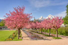 Kirschblüte in Berchtesgaden - 12428997 /leinwand/bigthumb/12428997.jpg