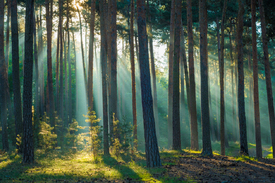 Licht im Wald - 12616940 /leinwand/bigthumb/12616940.jpg