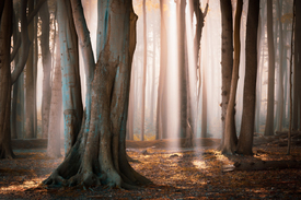 Wald im Herbstlicht - 12617305 /leinwand/bigthumb/12617305.jpg