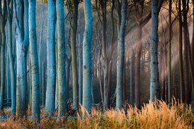 Herbst im Gespensterwald - 12617400 /leinwand/bigthumb/12617400.jpg