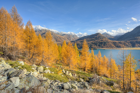 Herbst am Silsersee im Engadin in der Schweiz - 12644489 /leinwand/bigthumb/12644489.jpg