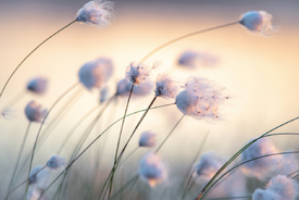 Feines Wollgras im Abendlicht  - 12719890 /leinwand/bigthumb/12719890.jpg