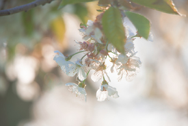 Kirschblüten Träume - 12721676 /leinwand/bigthumb/12721676.jpg