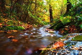 Herbst im Wald - 12766476 /leinwand/bigthumb/12766476.jpg