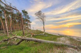 Abends im Darßwald - 12776808 /leinwand/bigthumb/12776808.jpg
