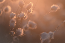 Feines Wollgras im Sonnenuntergang - 12821237 /leinwand/bigthumb/12821237.jpg