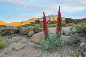 Teneriffa blühende Natternköpfe - 12826302 /leinwand/bigthumb/12826302.jpg