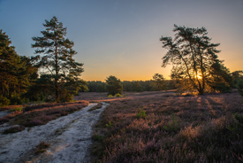 Heideblüte Landschaft im Sonnenuntergang - 12839585 /leinwand/bigthumb/12839585.jpg
