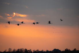 Wenn die Kraniche im Sonnenuntergang fliegen - 12851014 /leinwand/bigthumb/12851014.jpg