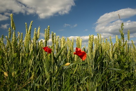 Kornfeld - 12898007 /leinwand/bigthumb/12898007.jpg