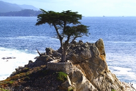 Lone Cypress 17-Mile Drive - 9280431 /leinwand/bigthumb/9280431.jpg