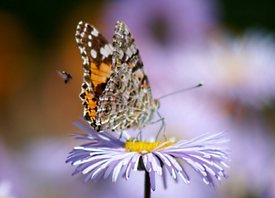 Follow me....... - 9302169 /leinwand/bigthumb/9302169.jpg