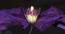Clematis - 9306423 /leinwand/bigthumb/9306423.jpg