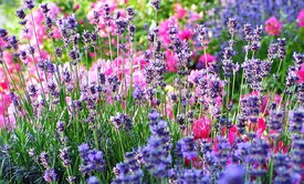Multicolored Flower - 9316142 /leinwand/bigthumb/9316142.jpg