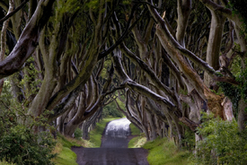 Nach dem Sommerregen - Dark Hedges - 9331674 /leinwand/bigthumb/9331674.jpg