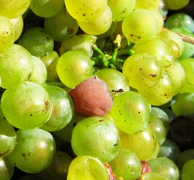 Auslese in der Weinlese - 9393506 /leinwand/bigthumb/9393506.jpg