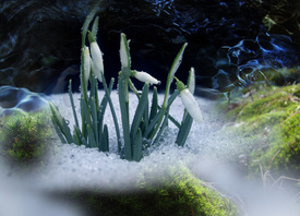 Das Wunder der Natur - 9395468 /leinwand/bigthumb/9395468.jpg