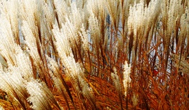 Herbstfarben - 9429308 /leinwand/bigthumb/9429308.jpg