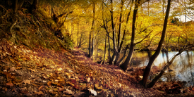 Der Blätterweg - 9501386 /leinwand/bigthumb/9501386.jpg