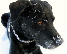 Snowdog - 9529328 /leinwand/bigthumb/9529328.jpg