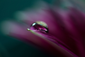 Tropfen auf Gerbera - 9536288 /leinwand/bigthumb/9536288.jpg