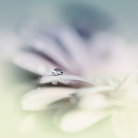 Gerbera Tropfen - 9536294 /leinwand/bigthumb/9536294.jpg