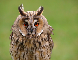 Nachtvogel - 9544994 /leinwand/bigthumb/9544994.jpg