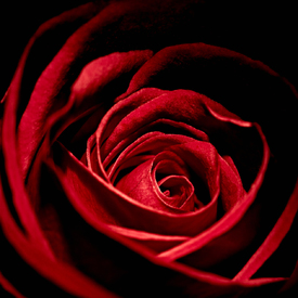 Rose I - 9552928 /leinwand/bigthumb/9552928.jpg