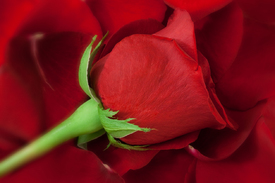 Rose II - 9552930 /leinwand/bigthumb/9552930.jpg