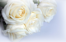 White Roses - 9567874 /leinwand/bigthumb/9567874.jpg
