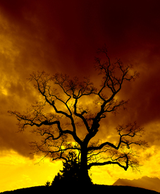 Quercus - 9568266 /leinwand/bigthumb/9568266.jpg